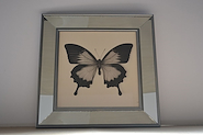 GIORDANO ESPEJADO CUADRO 33X33 Marco ESPEJADO MARIPOSA-HOJAS