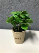 IVSA HAC 5951 MACETA CARTON Albahaca