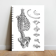 A LA PUPÉ Cuaderno A4 80 H. Rayado Serie Anatomía- Sin Elastico