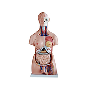 Torso dissectible unisex de 40 partes 85 cm